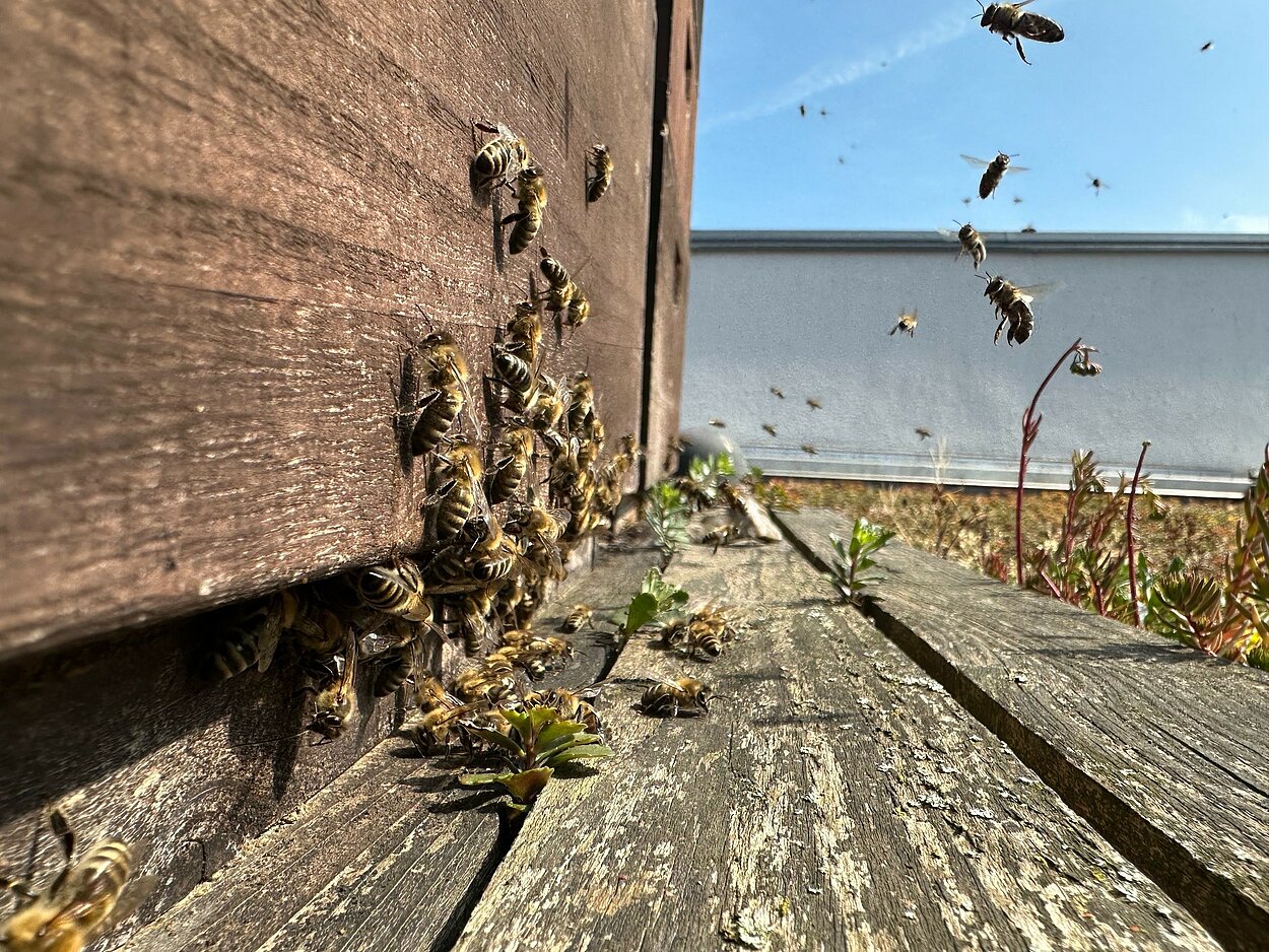 Bienenstock mit heranfliegenden Bienen am Eingang